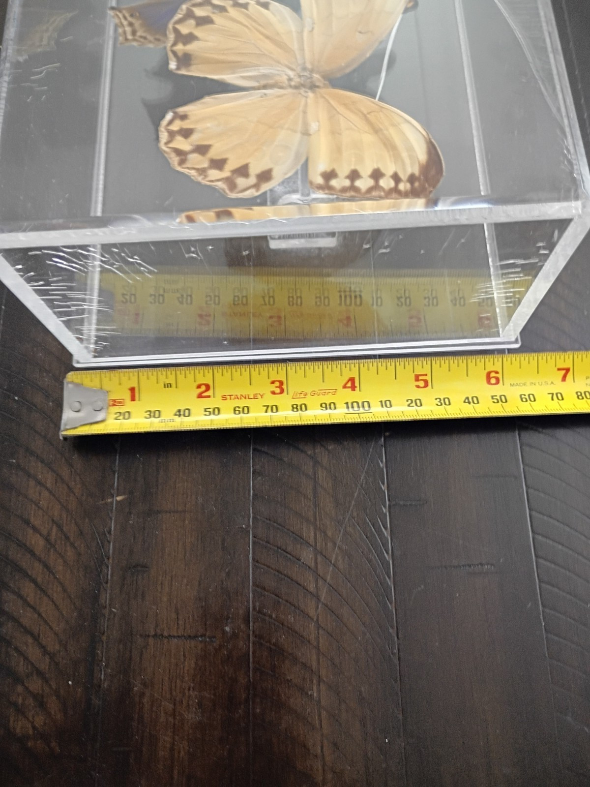 Butterfly Taxidermy Display Collection –Super Impressive –Very Collectable