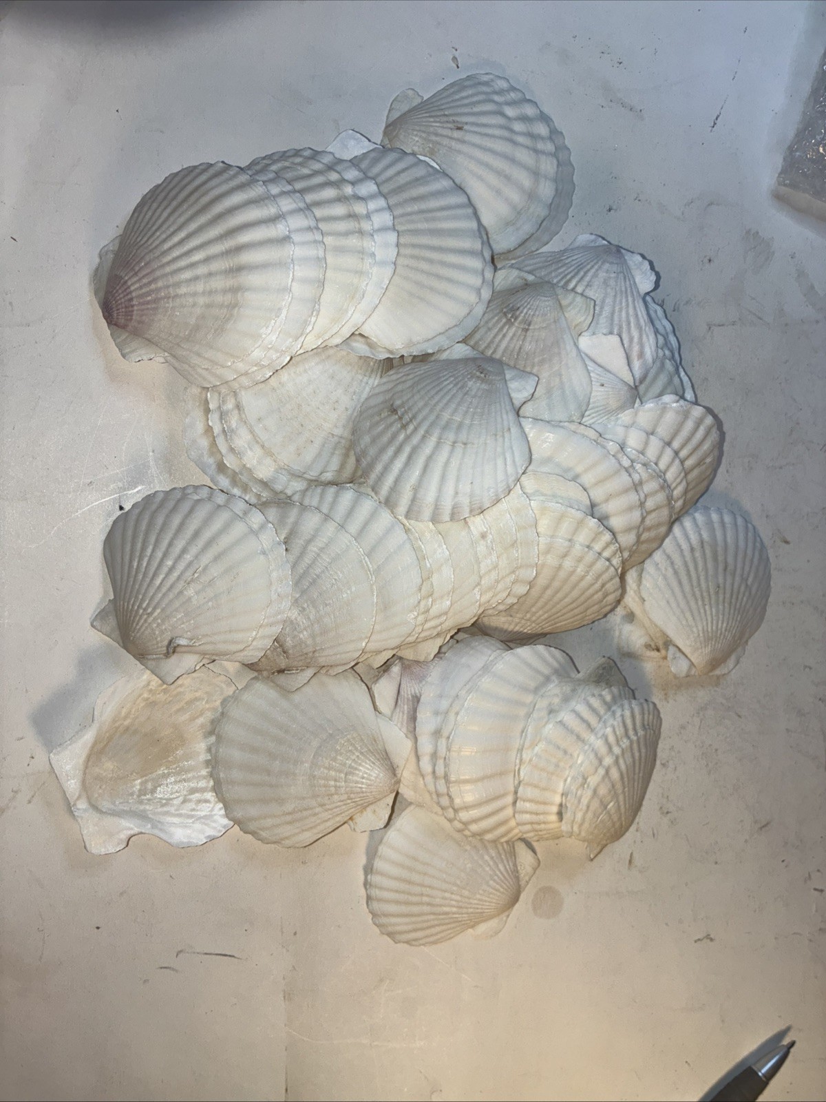 Natural Scallop Shells 1lb 4oz Pack 3 Inch White Sea Shells for Crafts