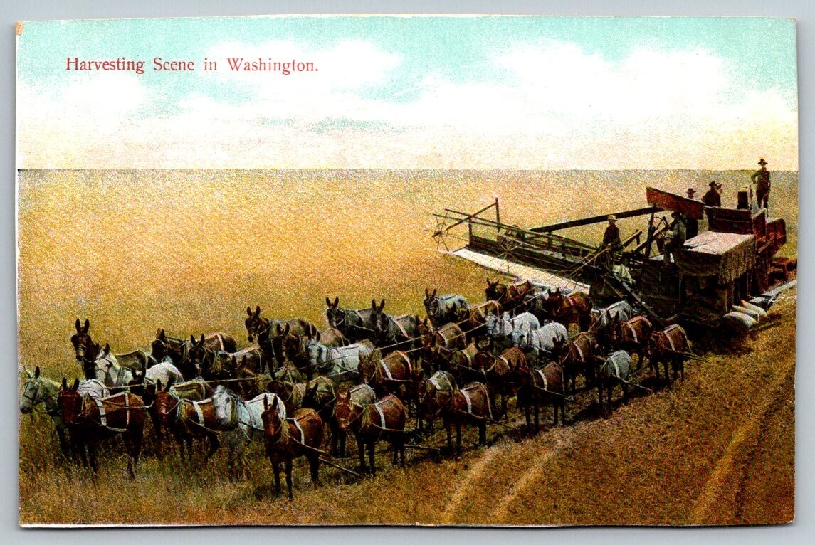 Wheat Harvesting Scene in Washington Postcard c1915