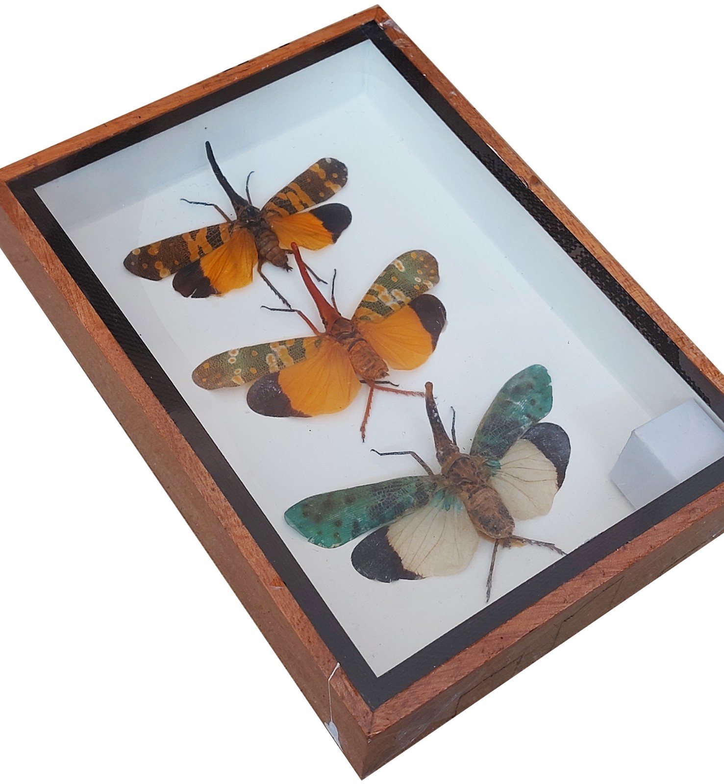 Real 3 Pyrops Sp Lanternfly Insect Taxidermy In Wooden Box Display