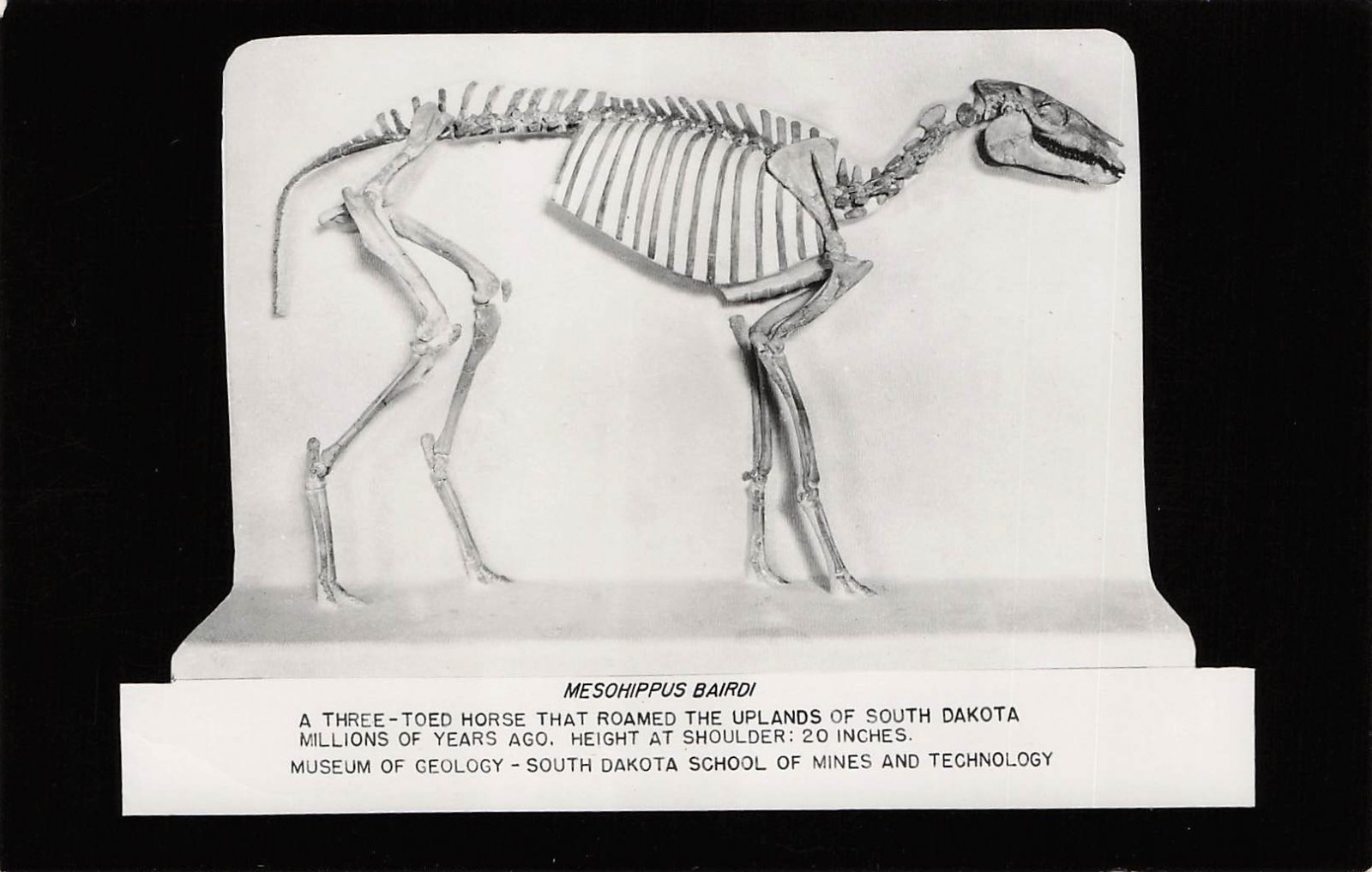 RPPC Mesohippus bairdi Jurassic Era Three Toed Horse Fossil Photo Postcard J53