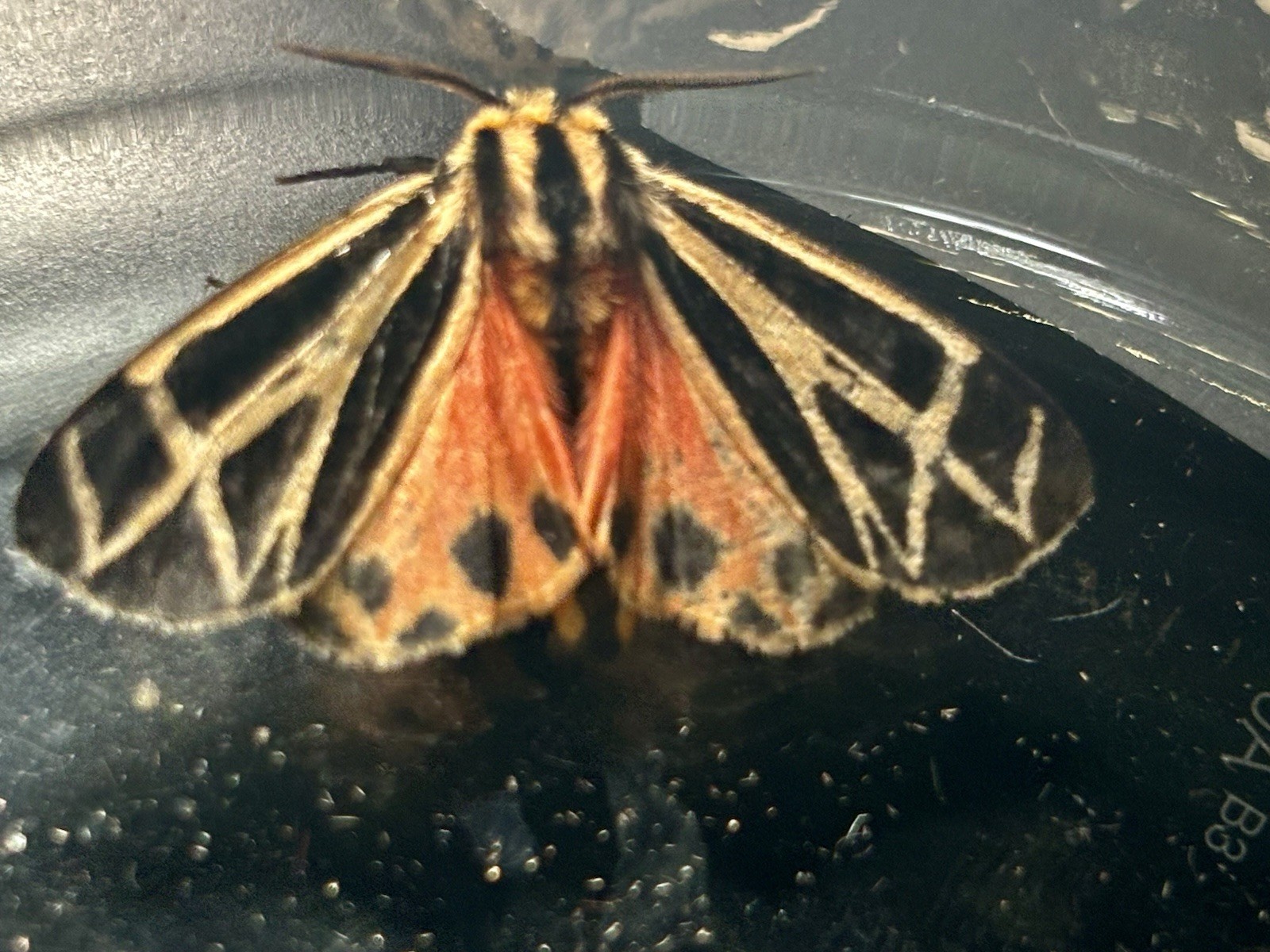 👒 Tiger Moth Specimen~ Harnessed Tiger Moth~Unmounted~ Collector~ Display