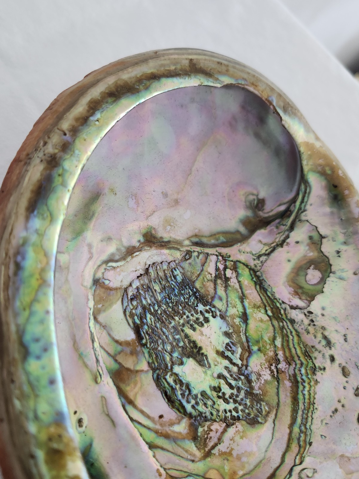 Large Very Red Abalone Shell 7 3/4 × 6 1/2 “×2” Xtra Colorful Pacific Region