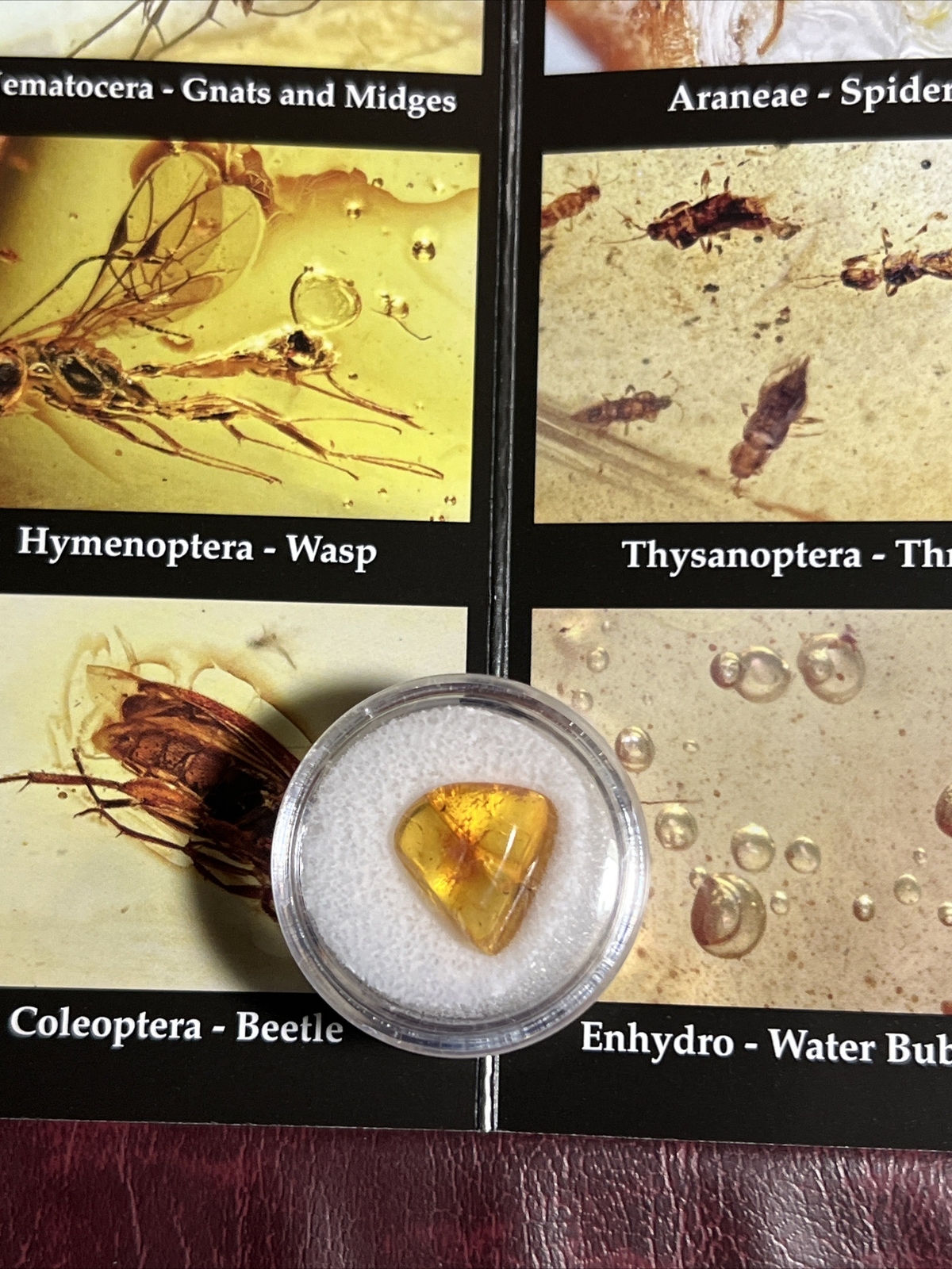 Fossil Insect Inclusion. Genuine Beautiful Baltic amber. 15mm Gem! A110