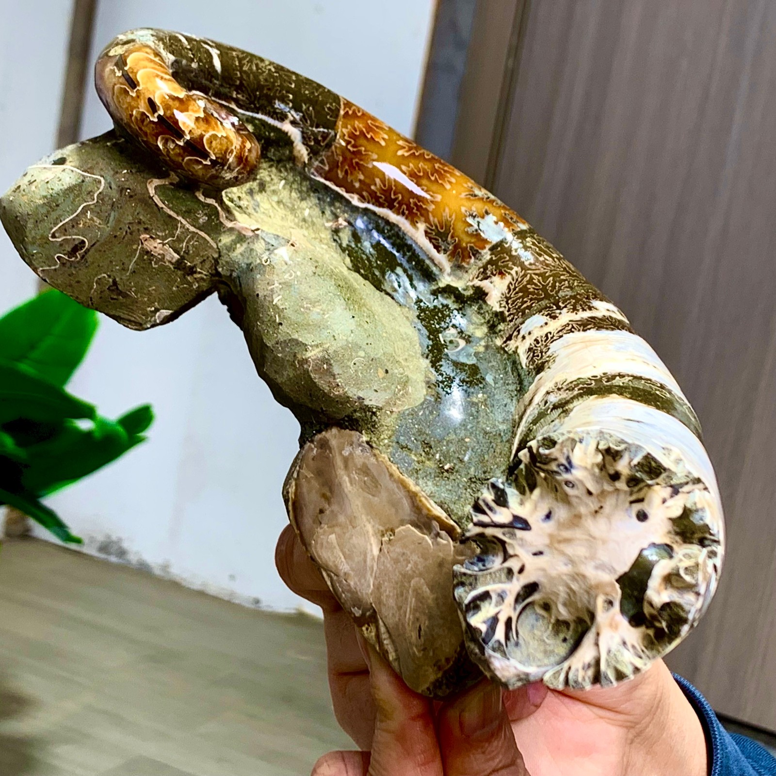 3.23LB Rare elephant trunkTentacle Ammonite Specimen Repaired Healing Madagascar
