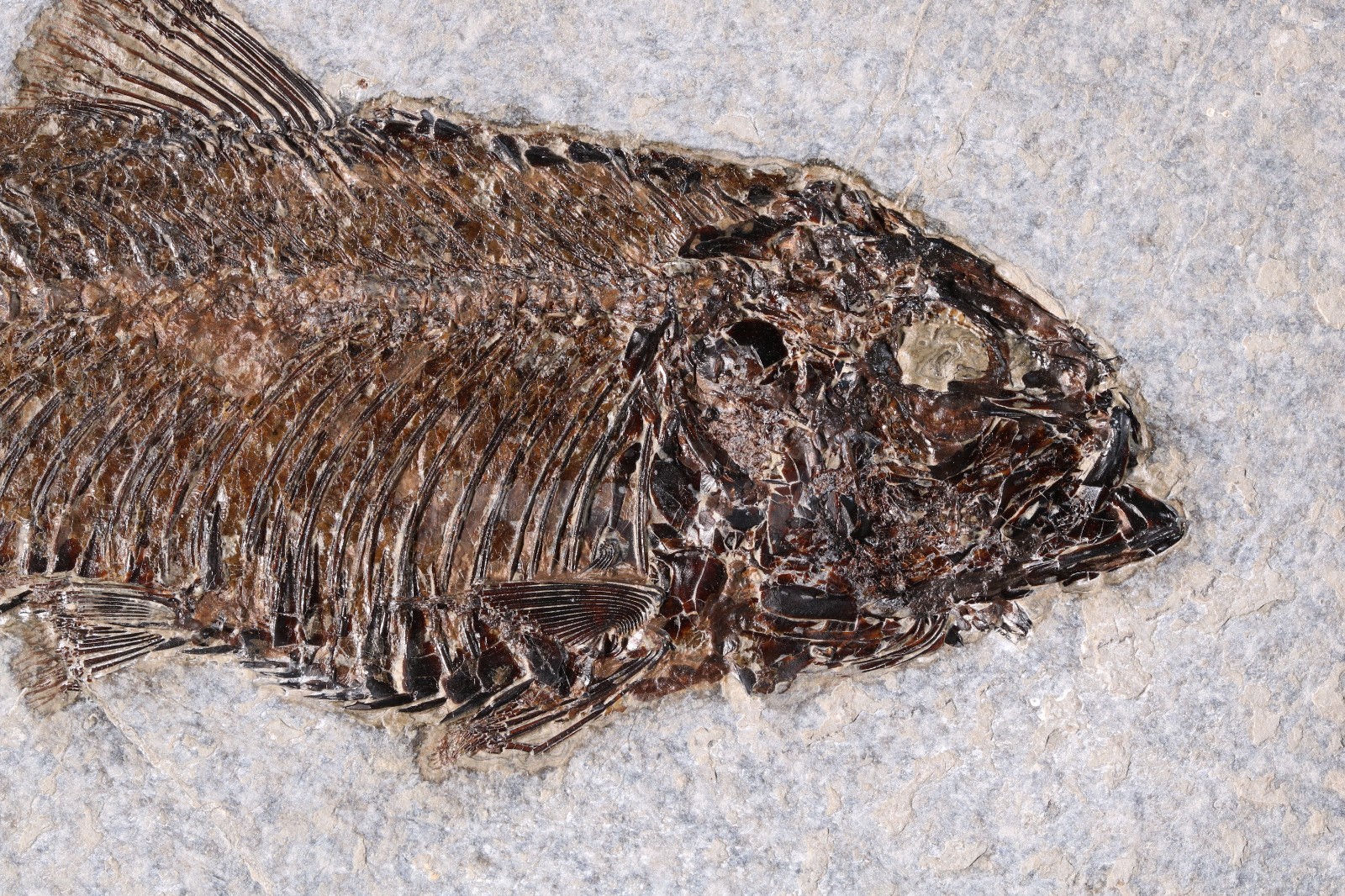 Superb 6.3″ Knightia Fossil Fish Fossil Lake Green River Fm Wyoming WY COA 11944