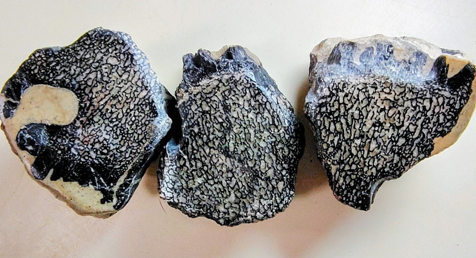Utah Dinosaur Gembone Fossils – 1 Lb. 8 Oz. – 2″ X 1-1/2″ X 1-1/2″ – Polished