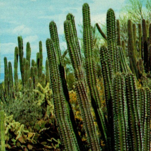 Vintage Postcard Cactus Forest Desert Botanical Gardens Tempe Phoenix Desert AZ