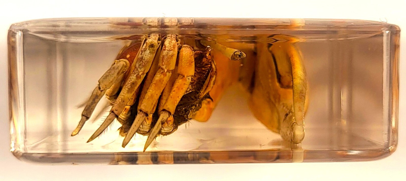 38mm Real Fiddler Crab in Crystal Clear Lucite Resin Science Education Specimen