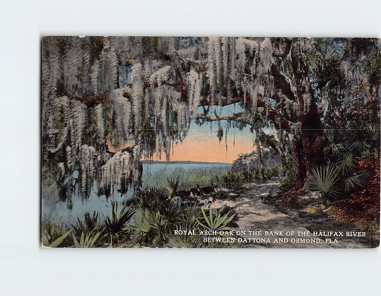 Postcard Royal Arch Oak on the Bank of the Halifax River Florida USA
