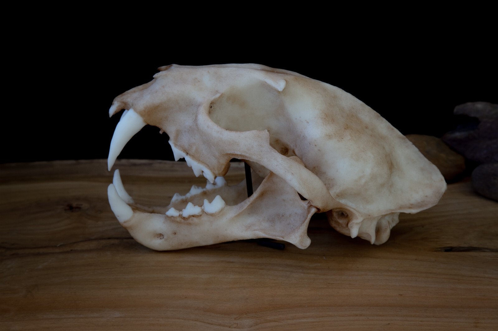 Clouded Leopard skull – high quality replica – FREE world wide shipping.