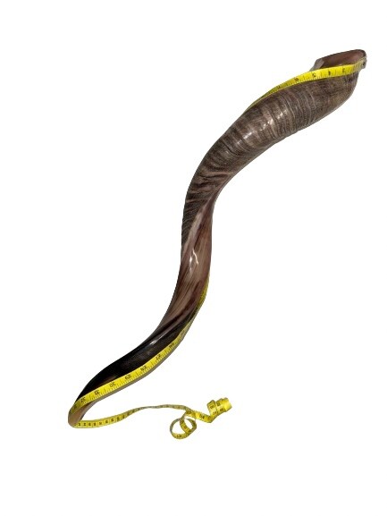 Shofar Yemenite Kudu Horn XL 31”- 41” New KOSHER+Free Odor Spray Free Shipping