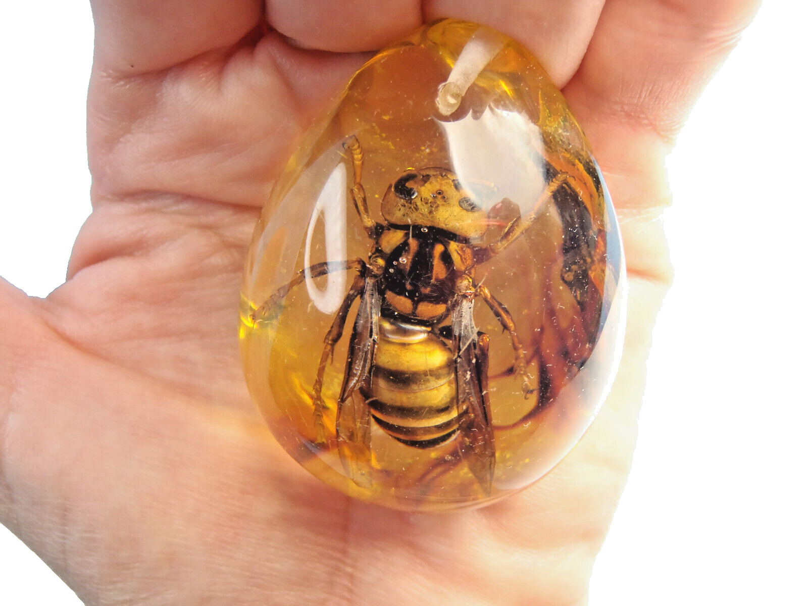 Beautiful Large Artificial Amber With Real Hornet Fossil Insects