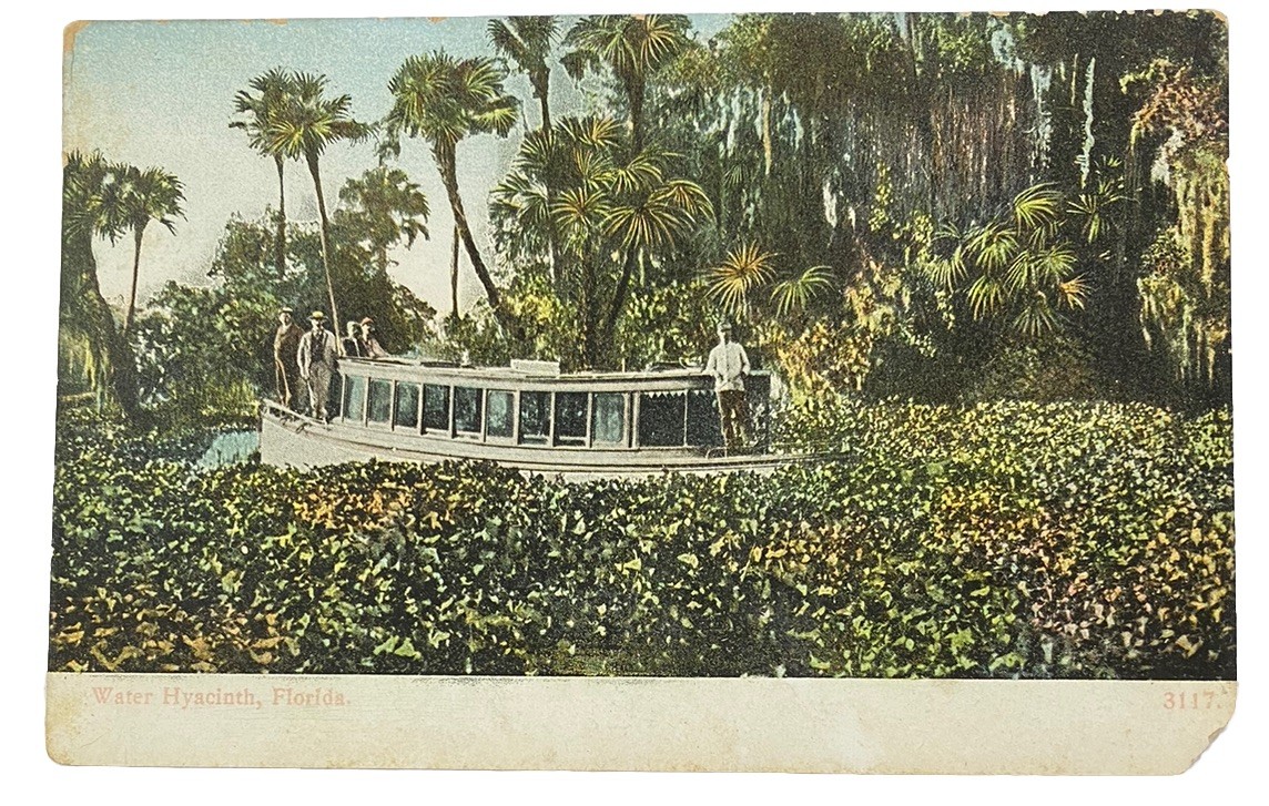 Water Hyacinth, Swamp Boat ~ Florida FL ~ Antique 1910s Postcard