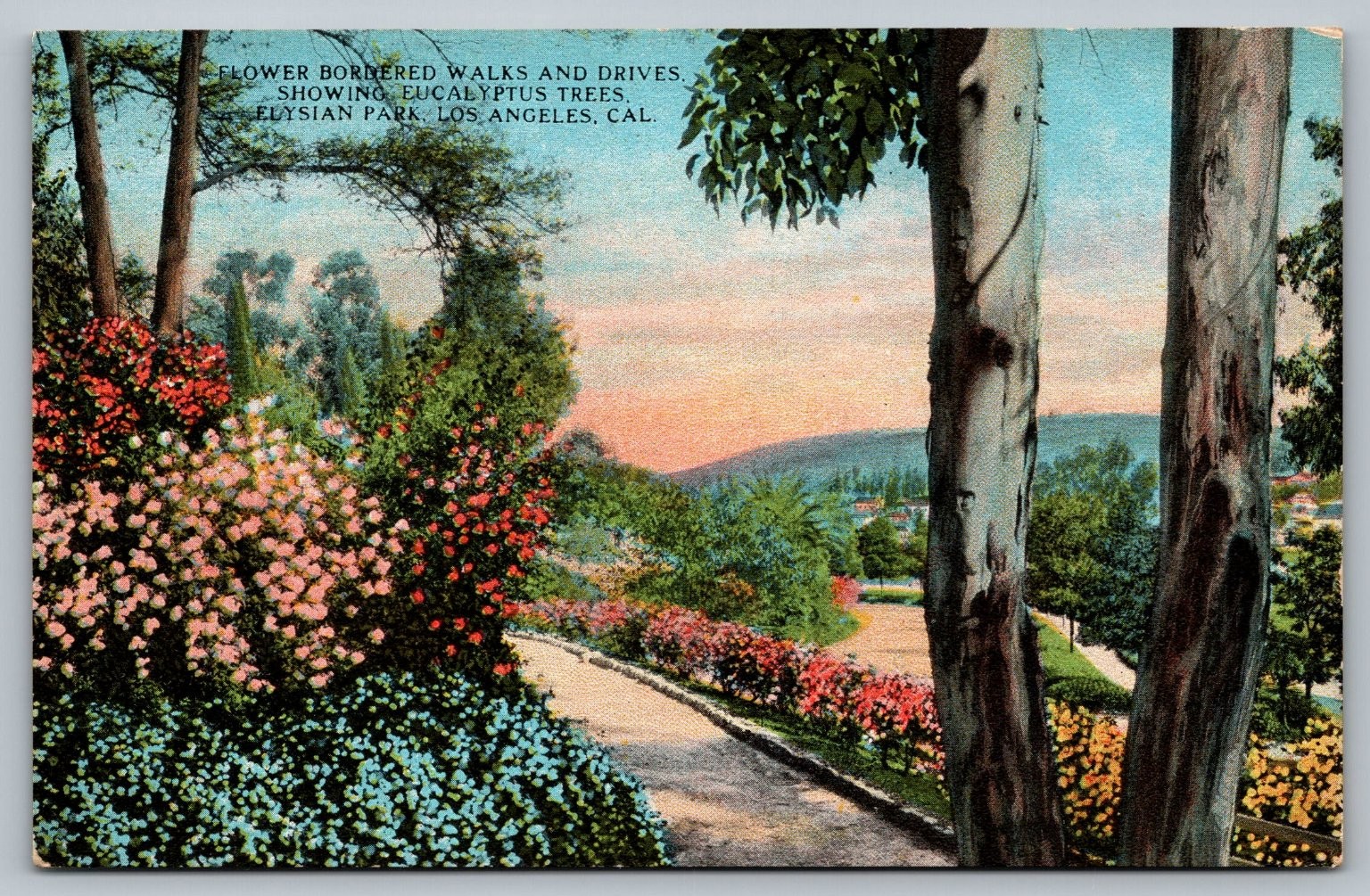 Elysian Park Los Angeles CA Flower Walks Eucalyptus Trees Postcard c1910s