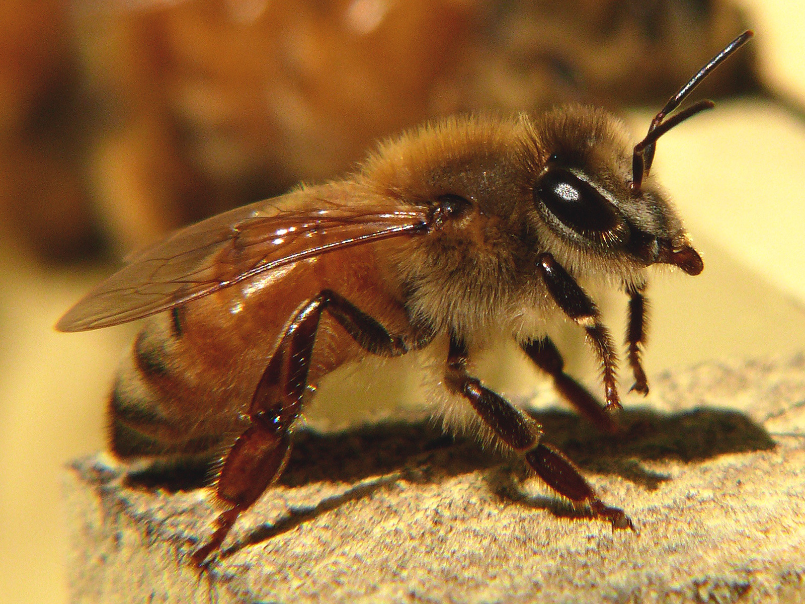 12 REAL Honey Bees {{{ DRYED }}} SPECIMEN INSECT TAXIDERMY YOU GET 12 🐝