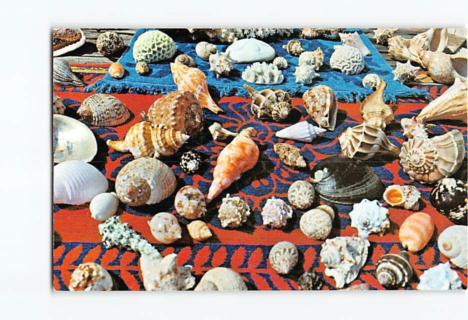 Postcard Shells & Other Marine Oddities Found in Florida USA