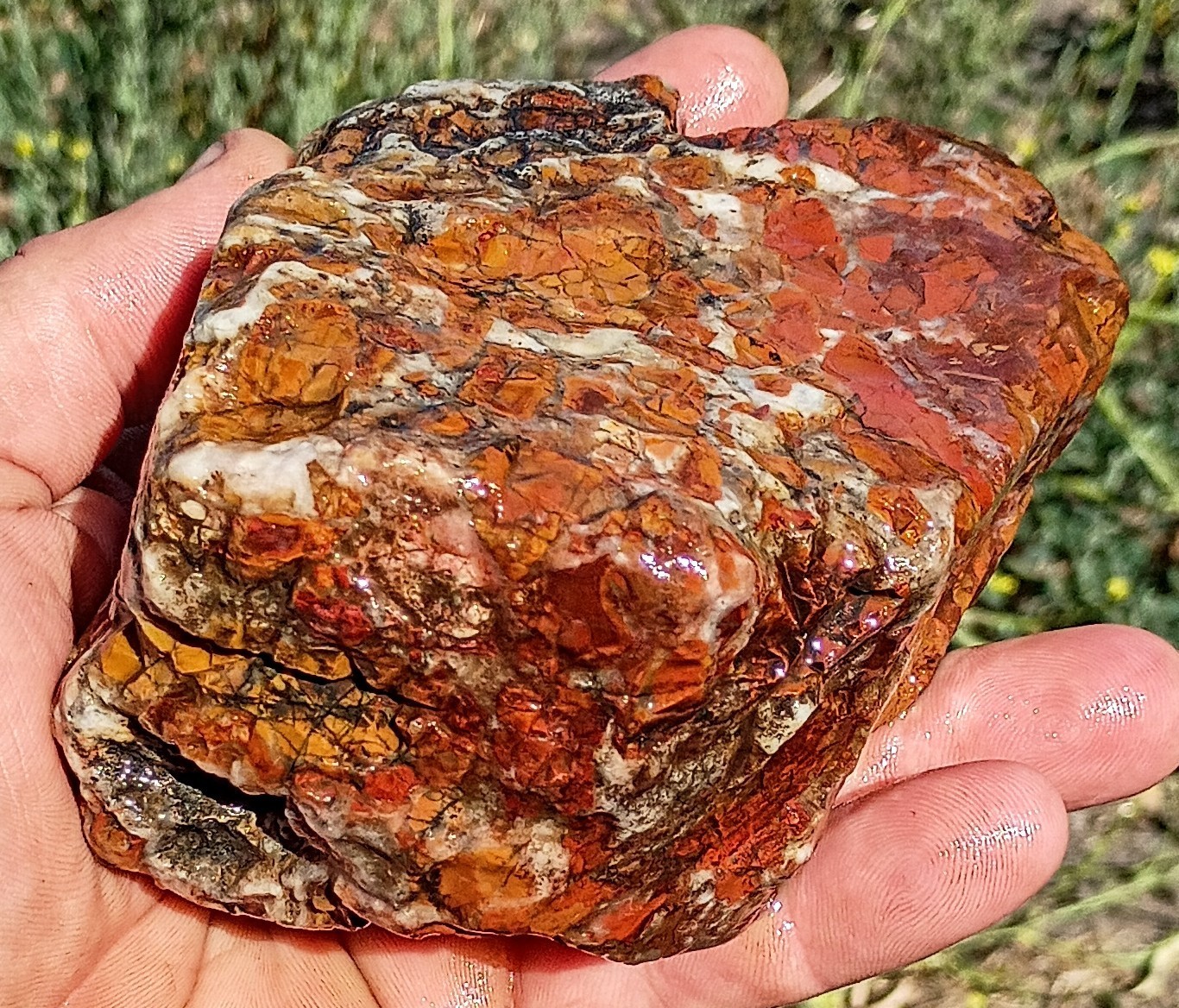 Premium California Central Coast Jasper Brecciated Agate. Lapidary. 2lbs. 3.5oz.
