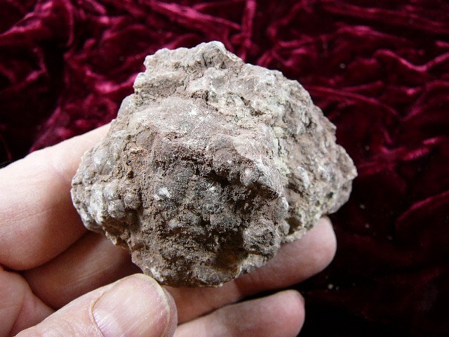 (PP508-26) 4 oz Real Fossil Crocodile croc POOP doo doo Triassic era specimen AZ