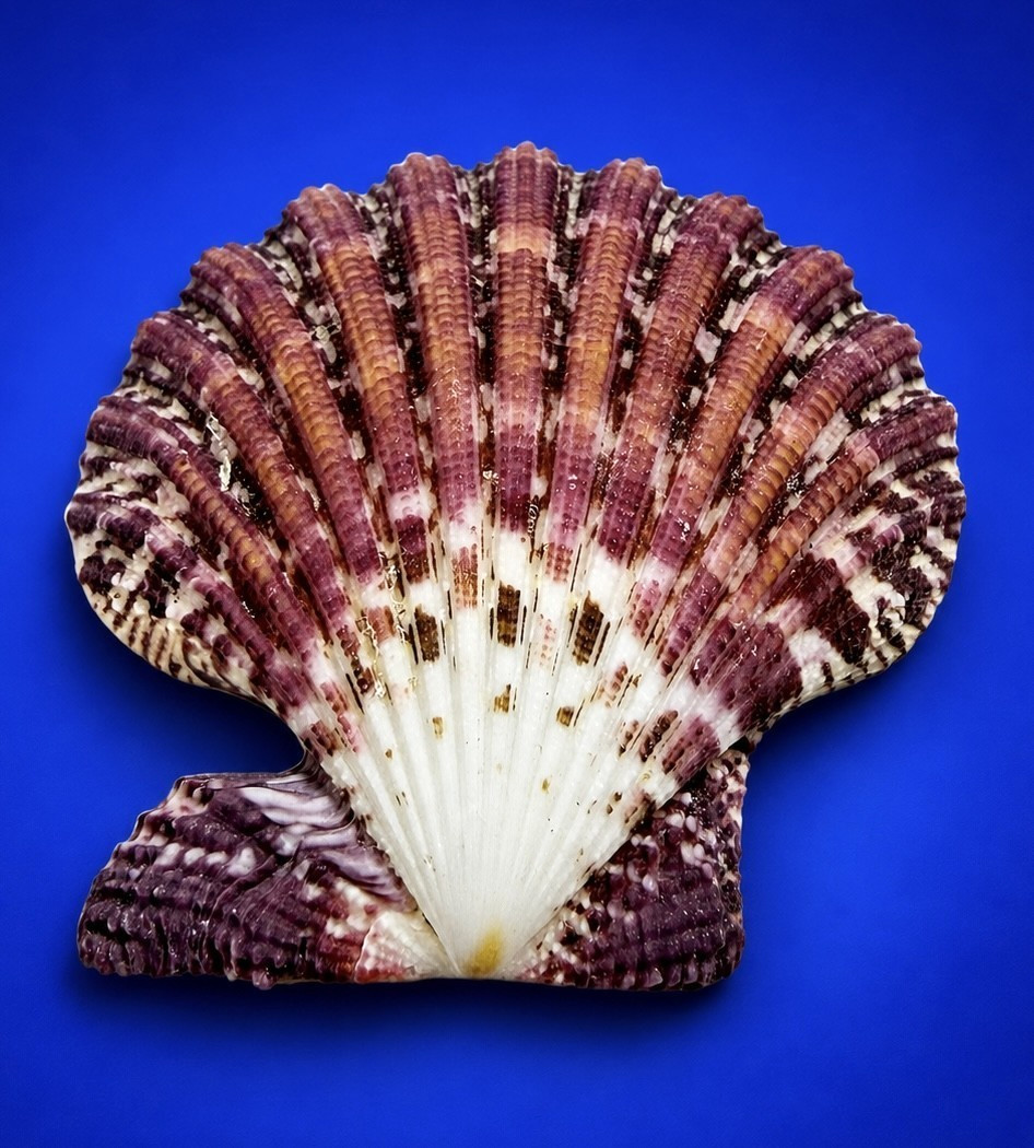 Sunrise Scallop Shell Gloripallium Pallium 62.2mm Vibrant Colors
