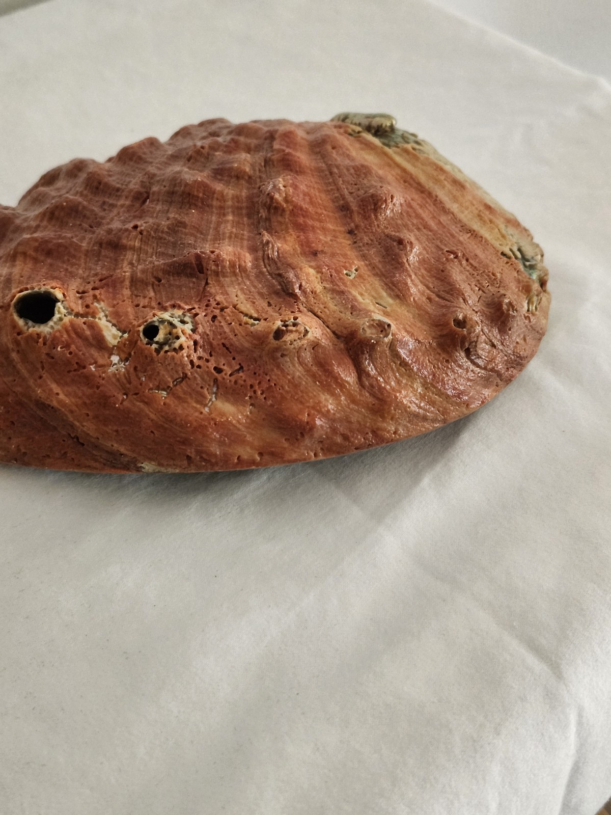 Large Very Red Abalone Shell 7 3/4 × 6 1/2 “×2” Xtra Colorful Pacific Region