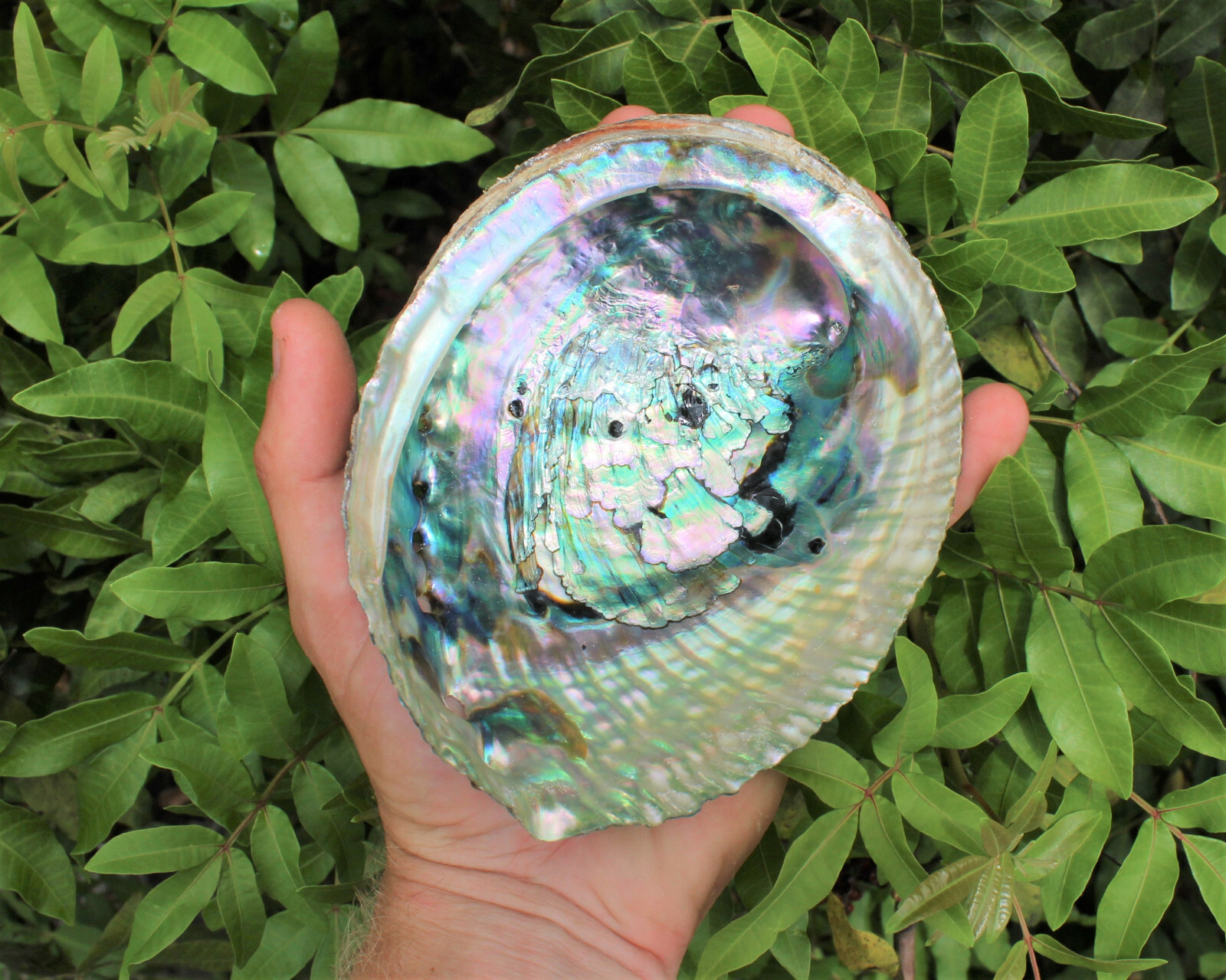Smudge Kit Large Abalone Shell Wooden Stand & 3 x 4″ Blue Sage Smudge Bundles