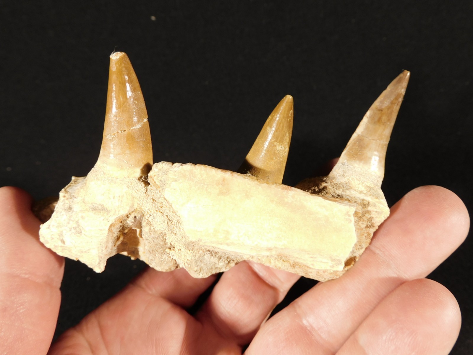 Mosasaurus JAW Bone Fossil with THREE! TOOTH Fossils Morocco 101gr