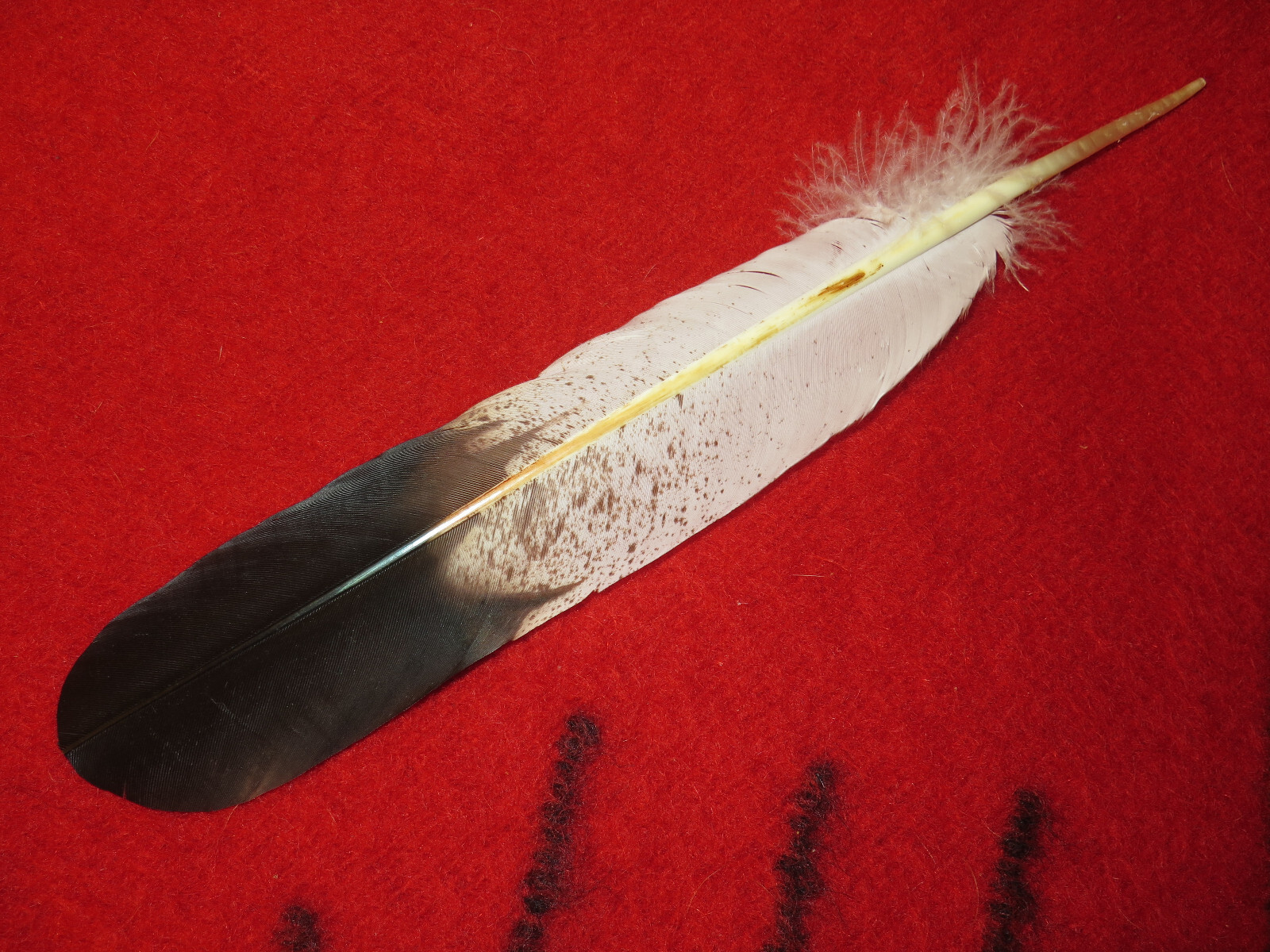 Native American made Hand painted Immature Golden Eagle Feathers for Regalia for