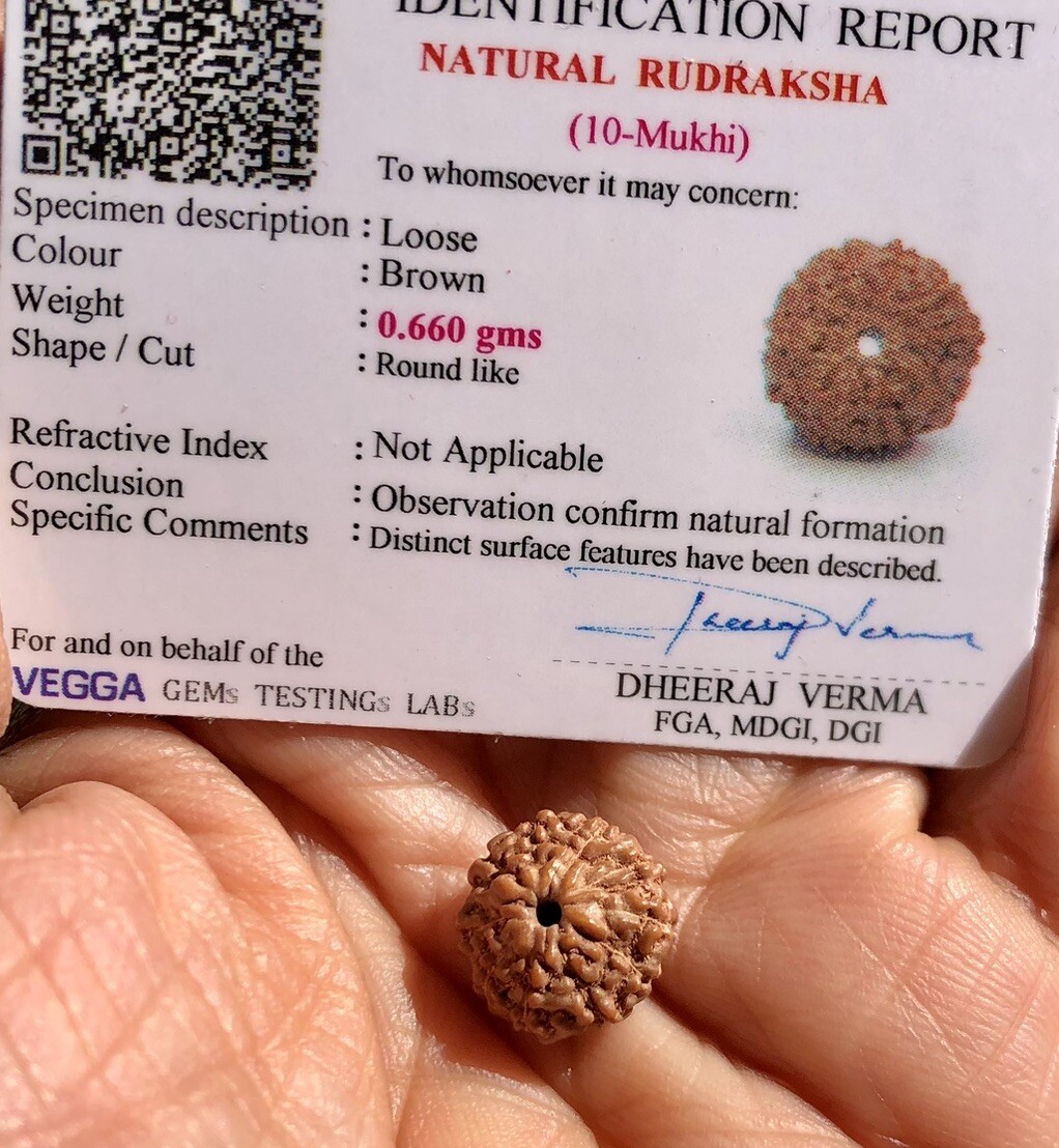 LAB CERTIFIED 10 Mukhi RUDRAKSHA, 10 Ten Face Rudraksham 1 Piece, Small Size