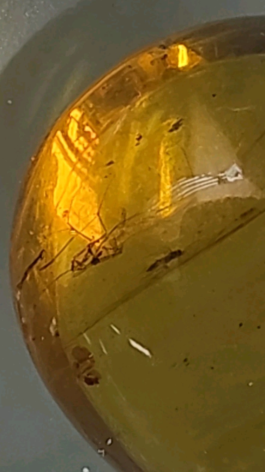 Rare Multi-Insect Amber Cabochon | 3 Prehistoric Insect Inclusions | 24mm Fossil