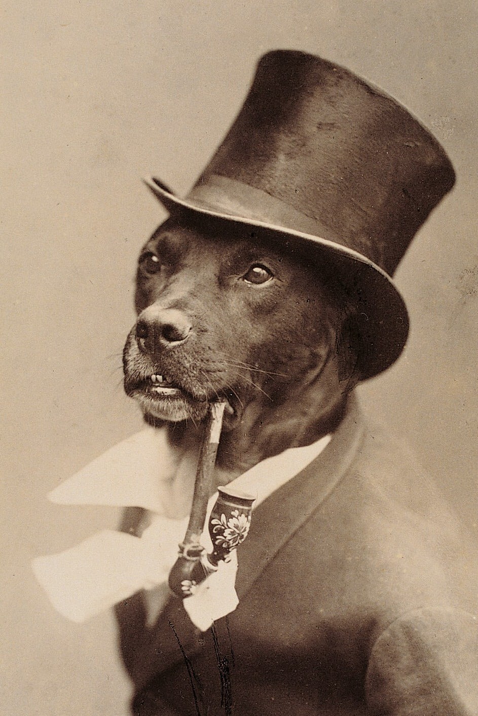 Black Dog in Top Hat Smoking a Pipe – Photo Print 5 x 7 inch