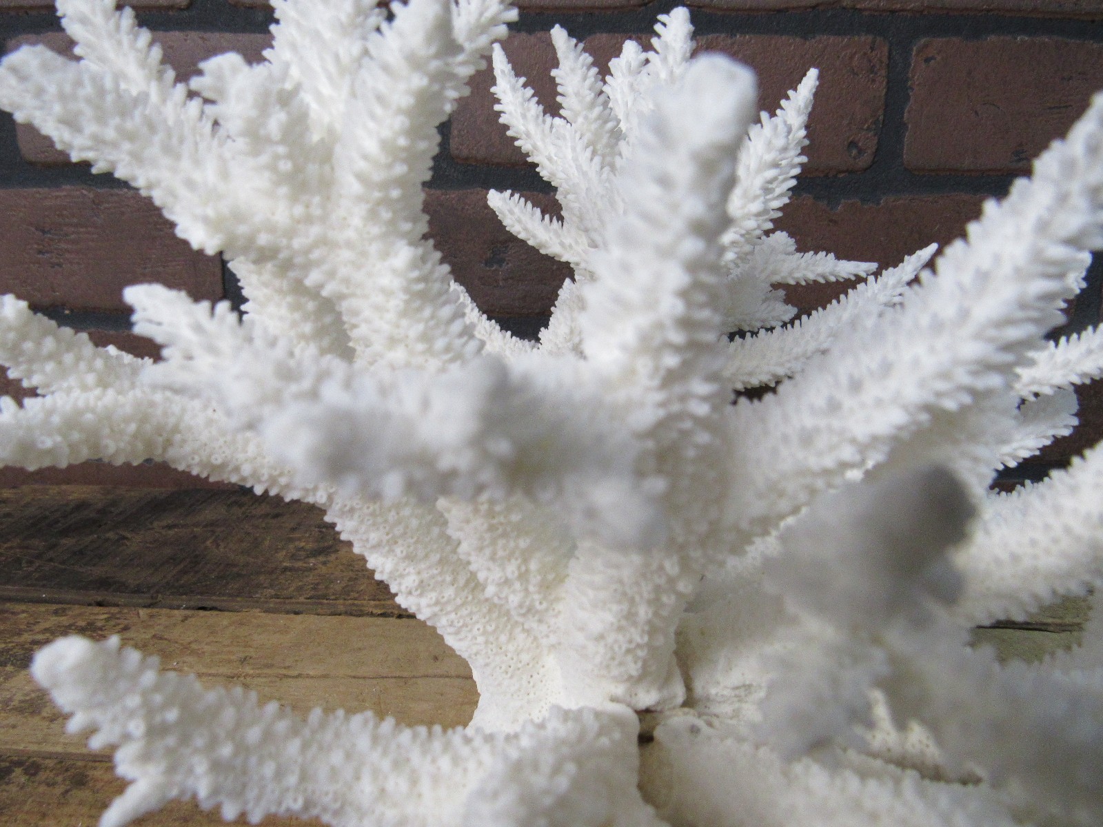 Genuine SNOWFLAKE Coral Aquarium Decor Beach Wedding 11″ X 9 3/4″ SH-10