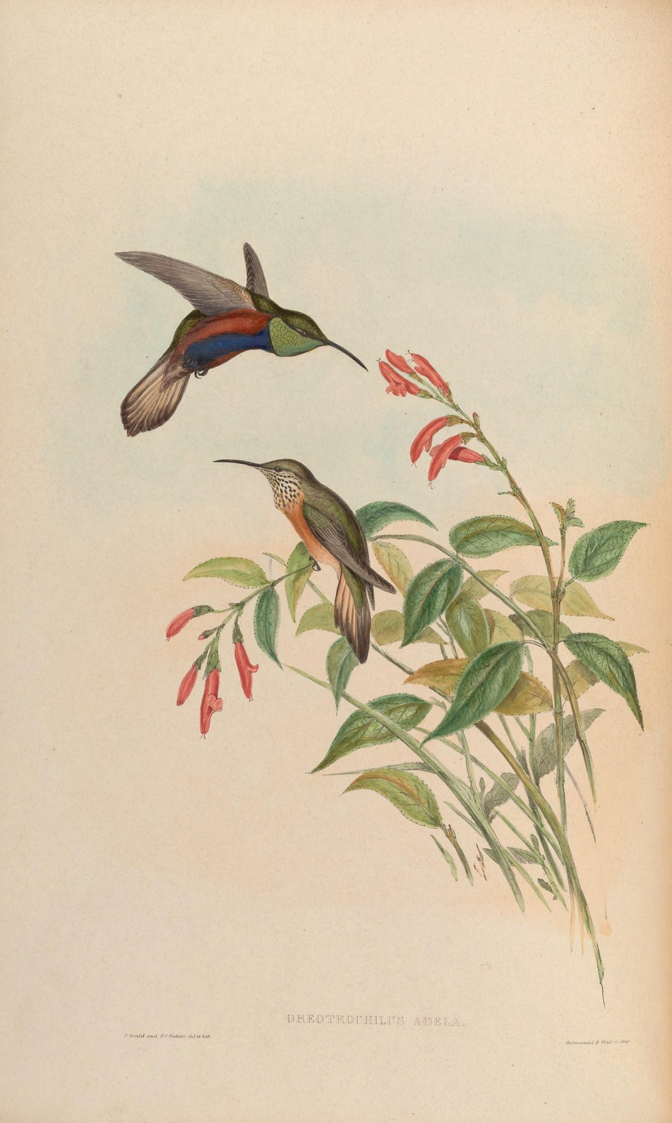 Prototrophilus Adela Hummingbird Vintage 1861 Natural History Reprint Wall Art