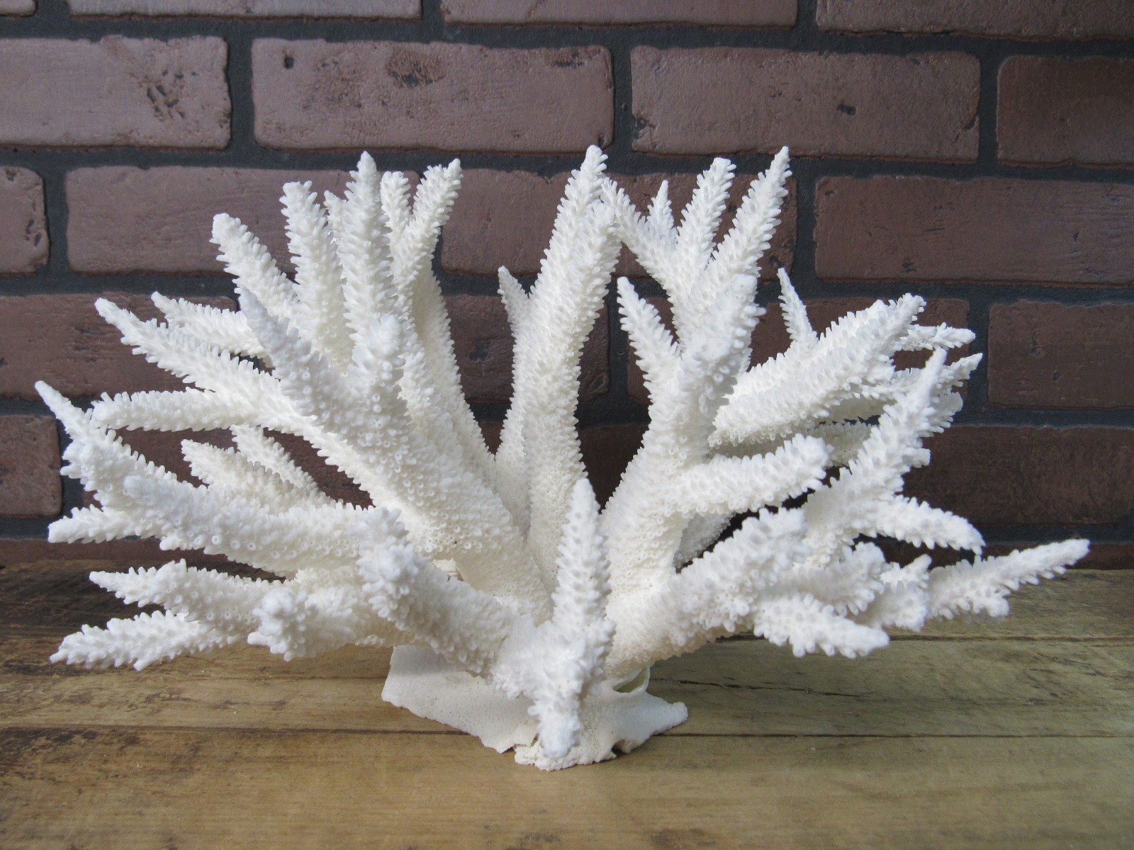Genuine SNOWFLAKE Coral Aquarium Decor Beach Wedding 11″ X 9 3/4″ SH-10