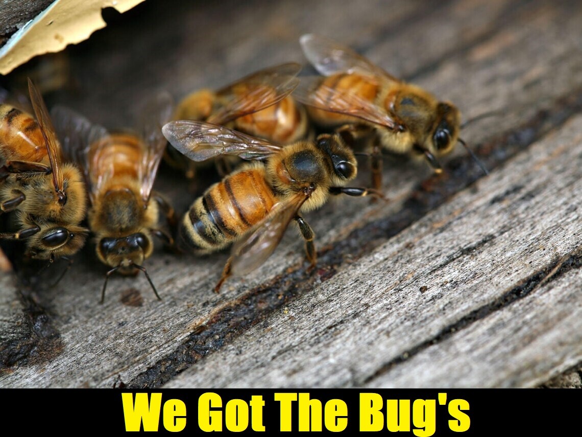 12 REAL Honey Bees {{{ DRYED }}} SPECIMEN INSECT TAXIDERMY YOU GET 12 🐝