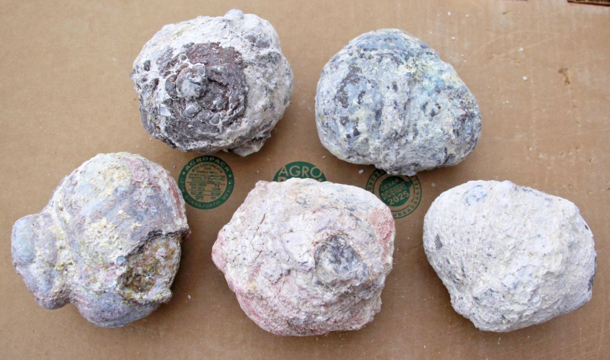 5 Whole Dugway Geodes • 3.5″ to 4.0″ diameter • 6.2 pounds