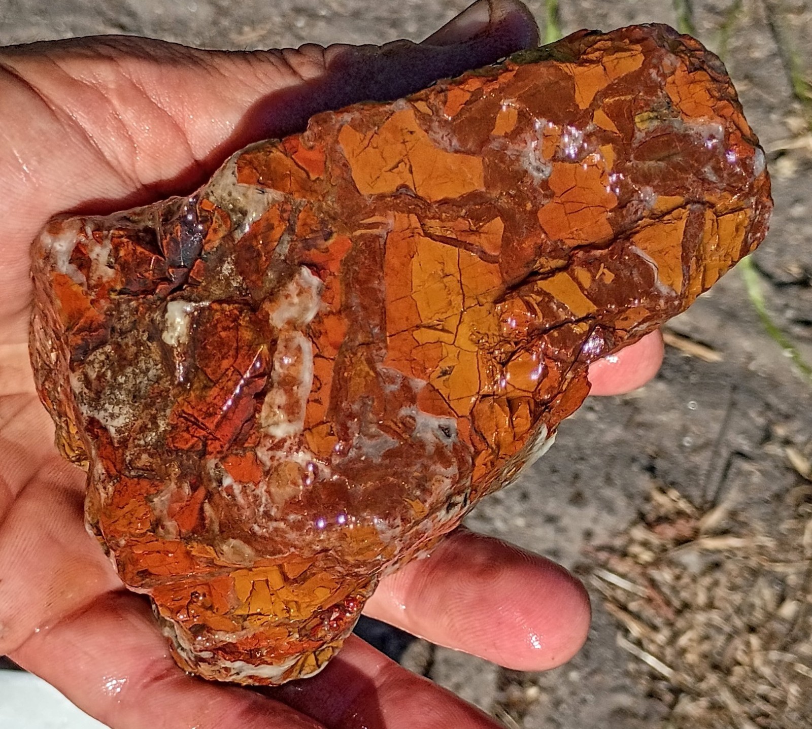 Premium California Central Coast Jasper Brecciated Agate. Lapidary. 2lbs. 3.5oz.