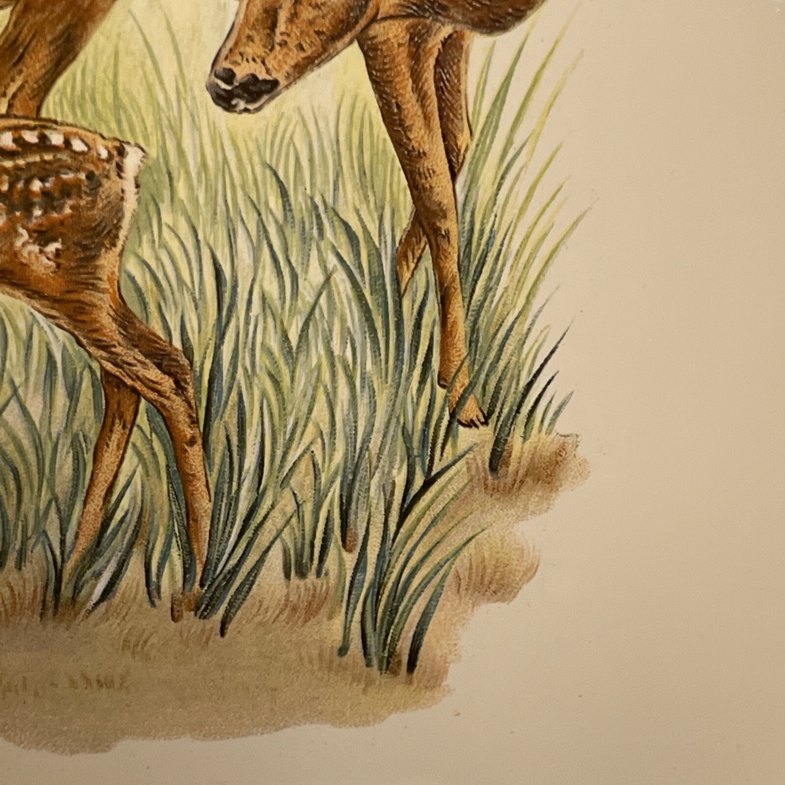 Ceramic Trivet from Germany featuring Doe and Fawn Deer Mother and Baby Vintage
