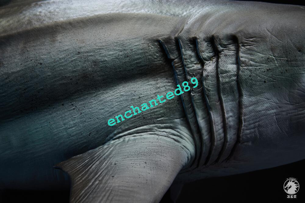 W-dragon Carcharocles Megalodon Statue 17.7in Length Model Resin Display