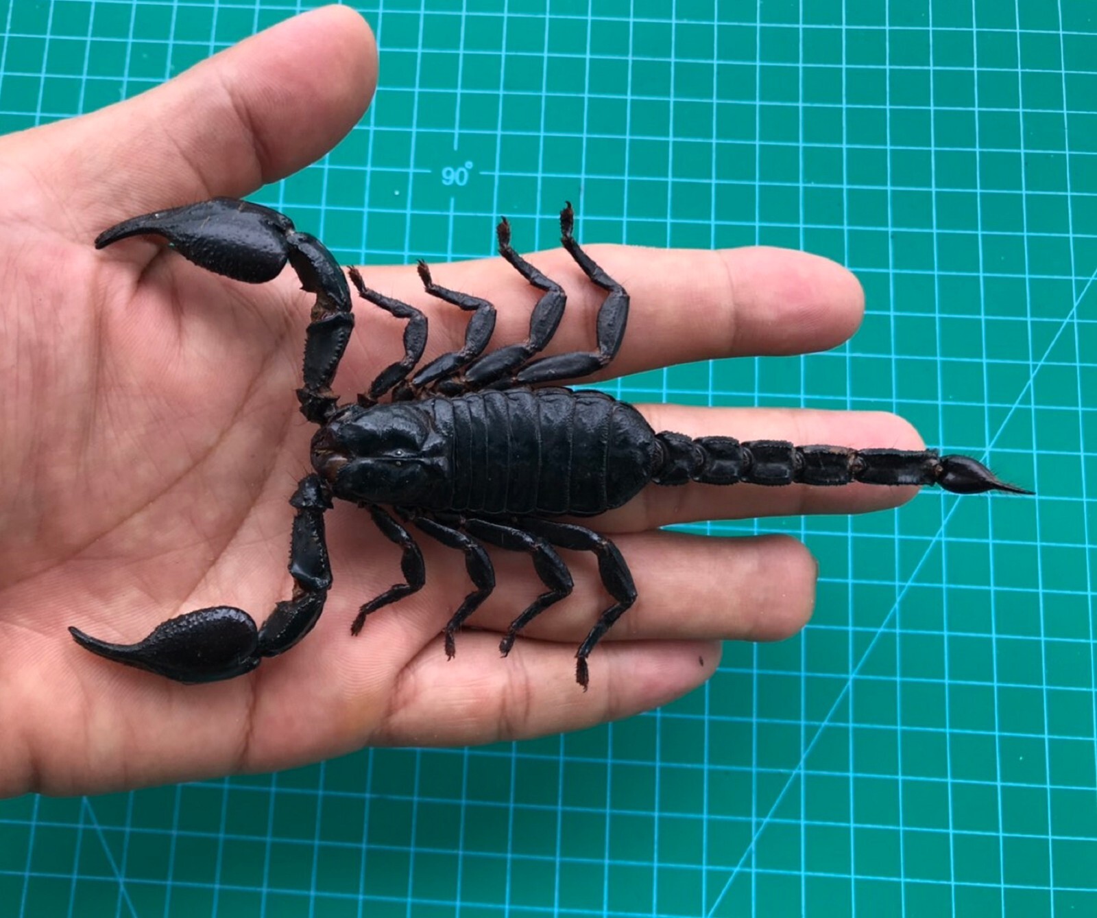 15 Dried Beetle Scorpion Cicadas Insects Bugs Real Taxidermy Oddities Decor