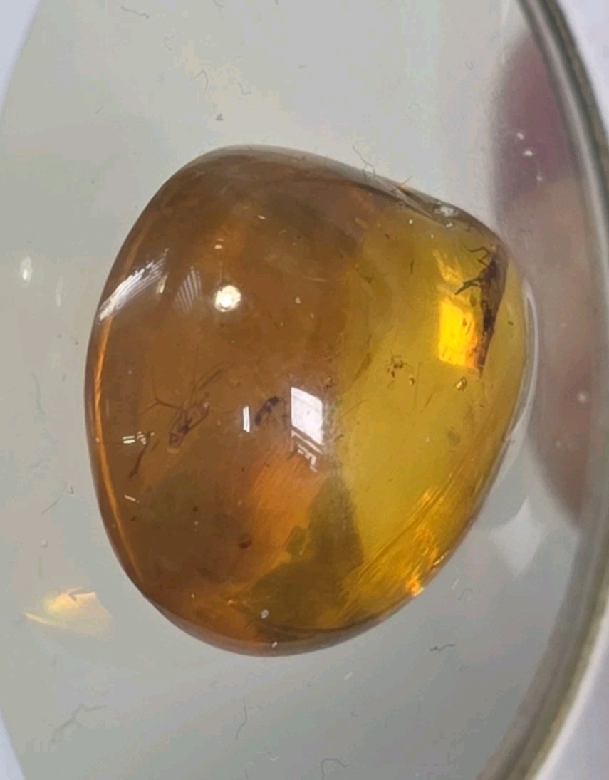 Rare Multi-Insect Amber Cabochon | 3 Prehistoric Insect Inclusions | 24mm Fossil