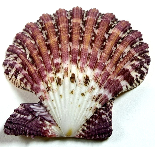 Sunrise Scallop Shell Gloripallium Pallium 62.2mm Vibrant Colors