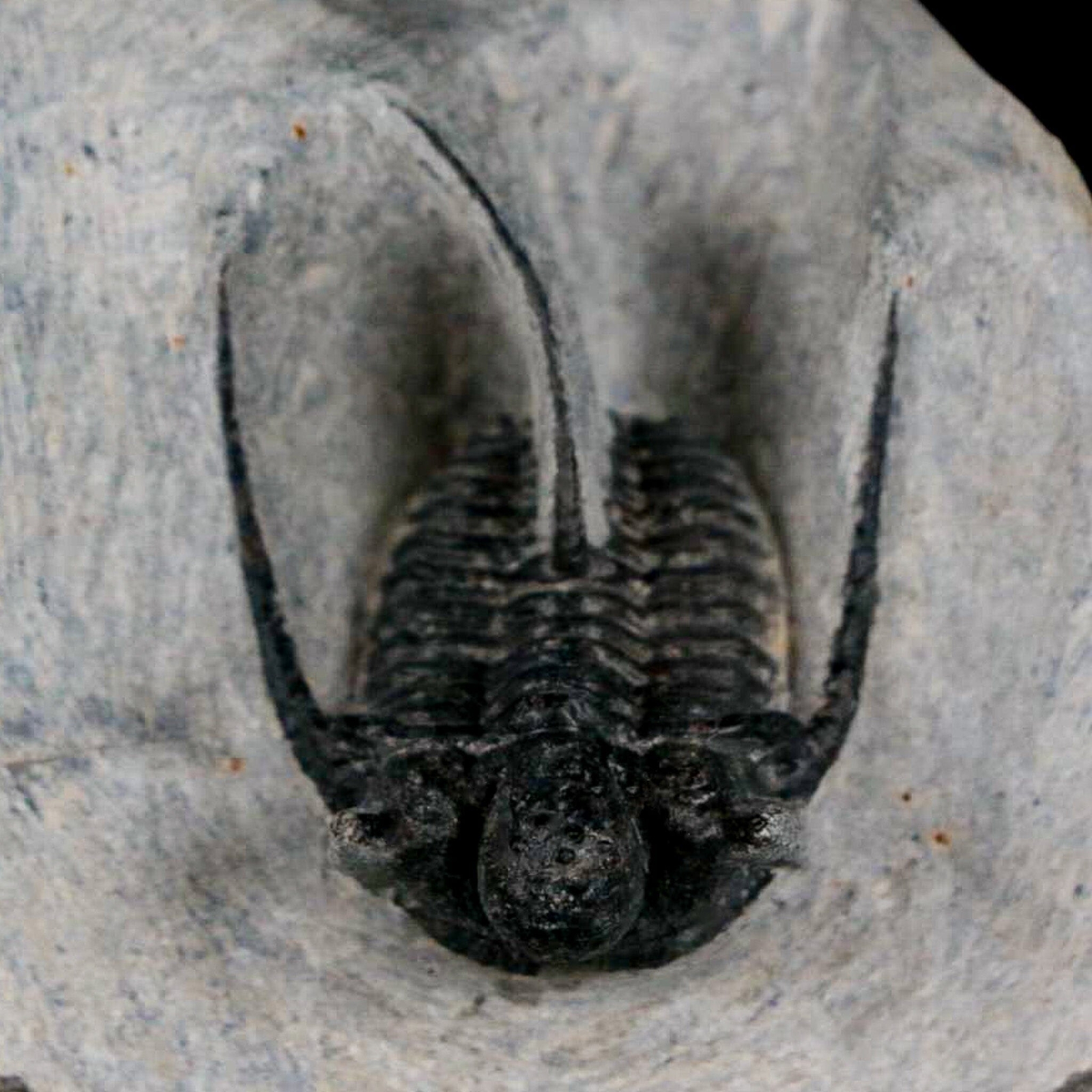 1.4″ Cyphaspis Otarion Spiny Trilobite Fossil Devonian Age 400 Mil Yrs Old COA