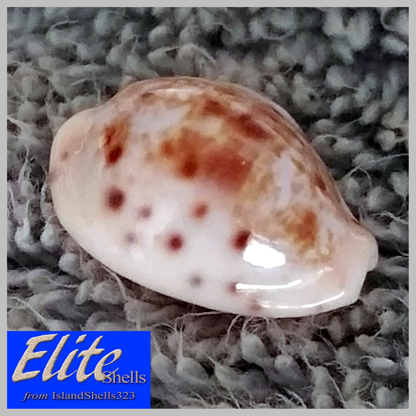 ULTRA-RARE! Cypraea Rashleighana #2 16.9mm LIVE COLLECTED from Hawaii