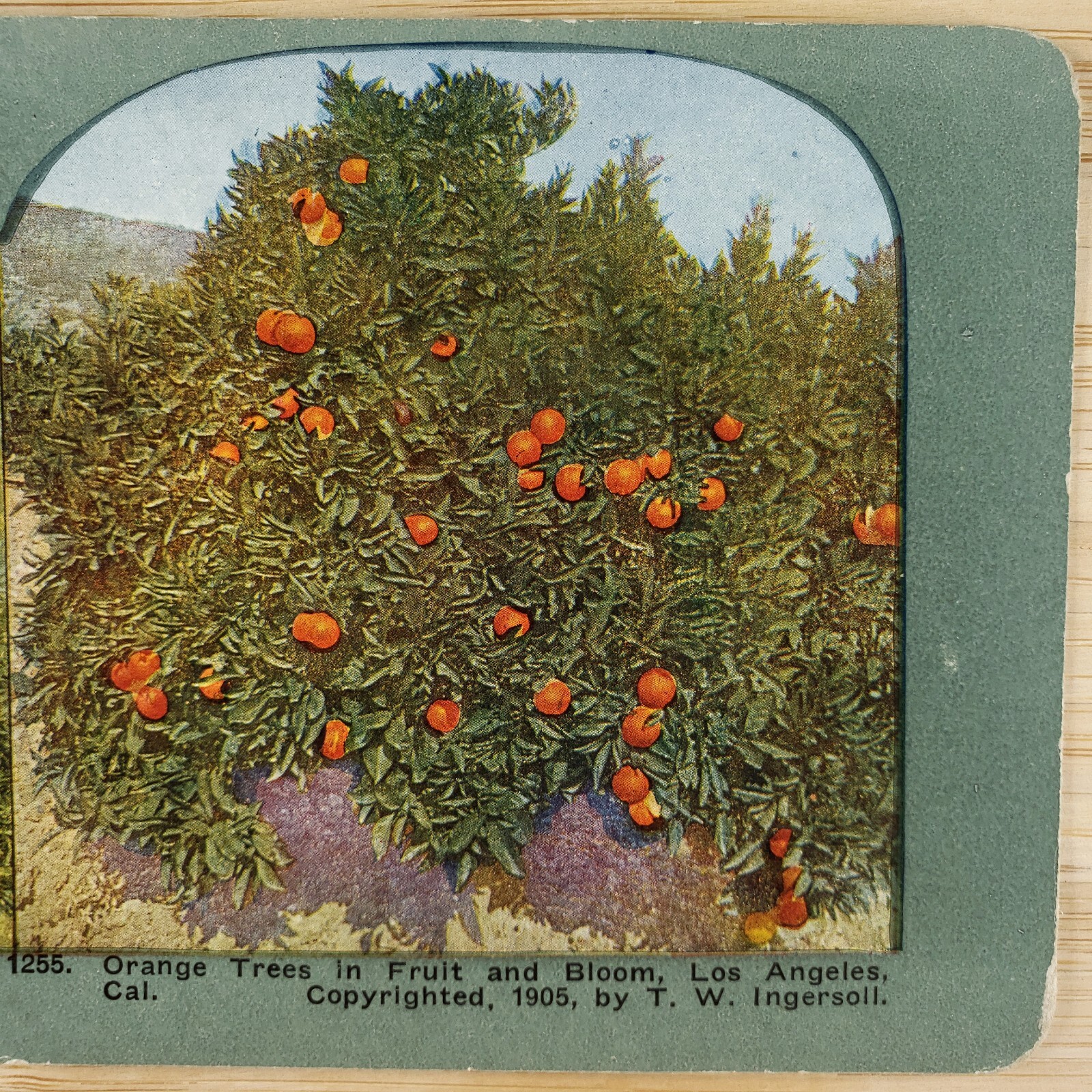 Los Angeles Orange Tree Stereoview c1905 California Fruit Grove Lithograph H1412