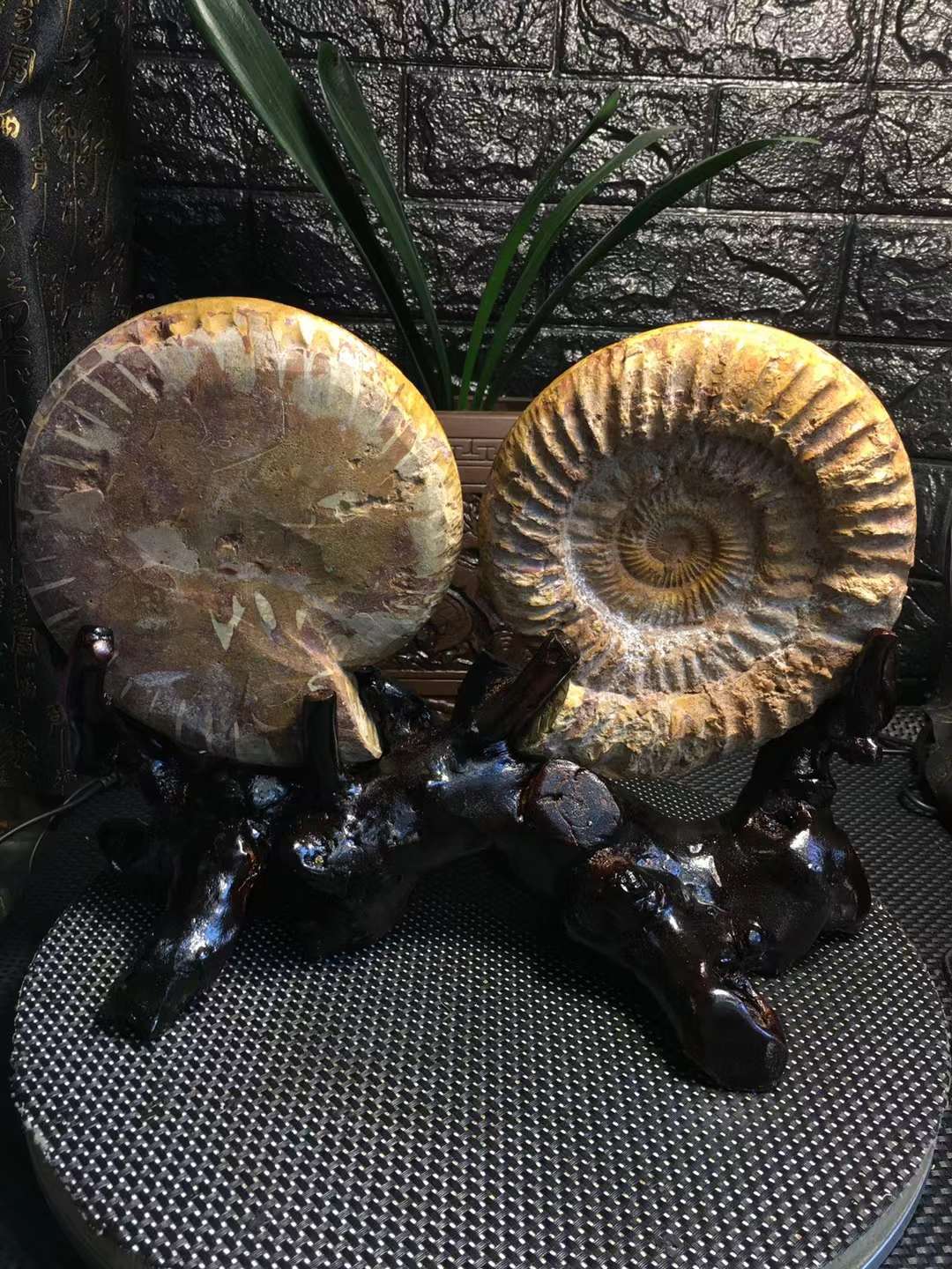 6.97LB A Pair Natural Ammonite Fossil Quartz Crystal Specimen Reiki Healing