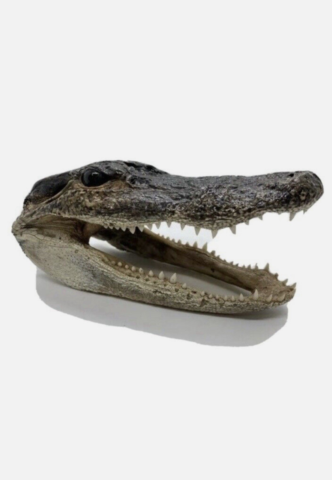 American Alligator LG 5 – 7 Inches Genuine Real Documentation Included