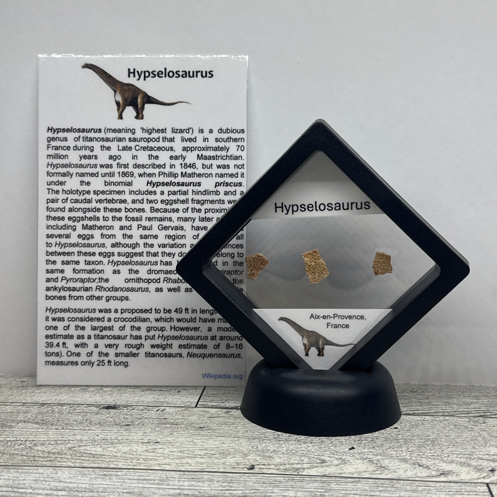 Hypselosaurus Titanosaur Extinct Dinosaur 3 Eggshell Fossil Pieces in Display