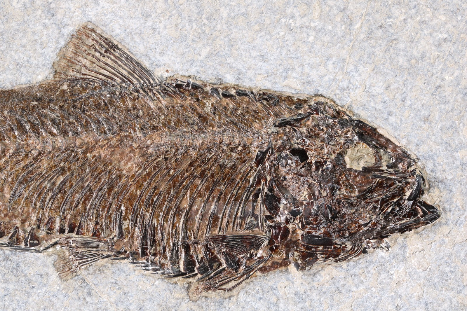 Superb 6.3″ Knightia Fossil Fish Fossil Lake Green River Fm Wyoming WY COA 11944