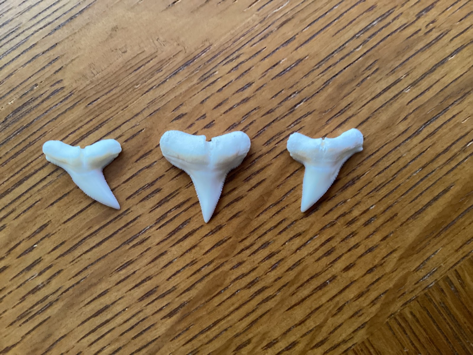 3 Excellent Hammerhead shark teeth – Modern day – 3/4″ – Free shipping !
